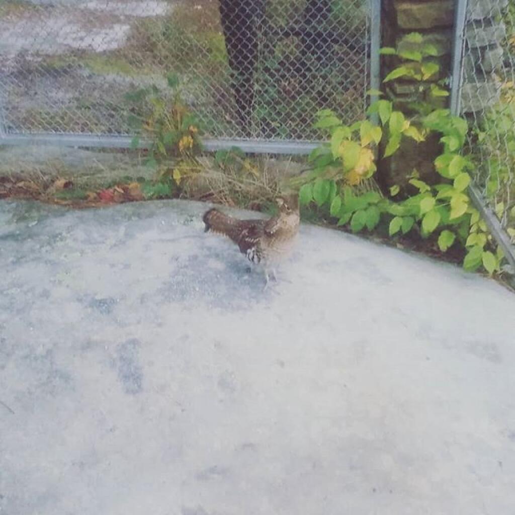 Photo: I guess I'm not allowed to visit Jakes Rocks today according to this grouse