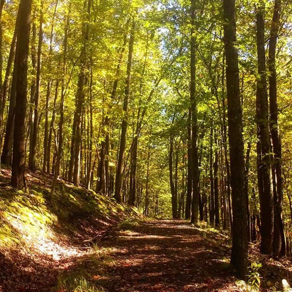 Photo: There is a nice carriageway to walk from Kinzua Beach to Rimrock