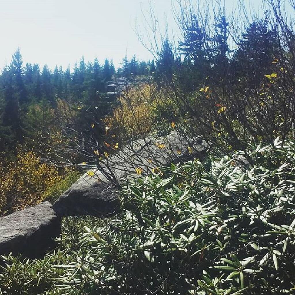 Photo: Mountain Laurel