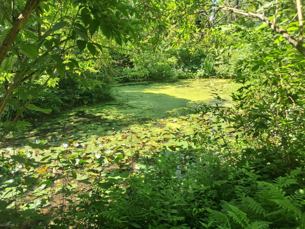 Photo: House Pond [Expires July 12 2026]
