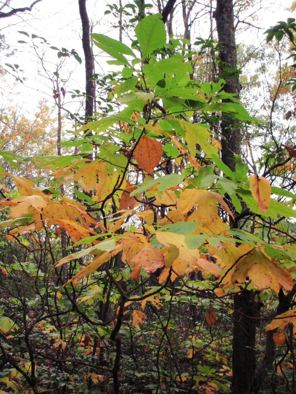 Photo: Little Color