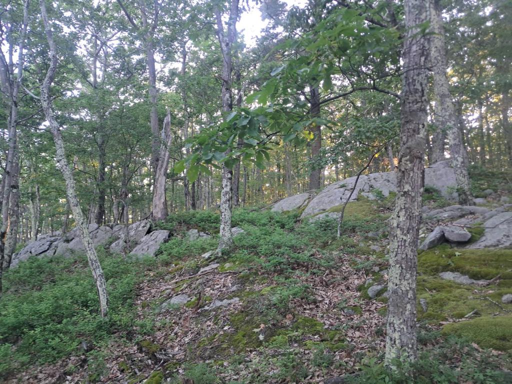 Photo: Untitled [Expires July 11 2026]