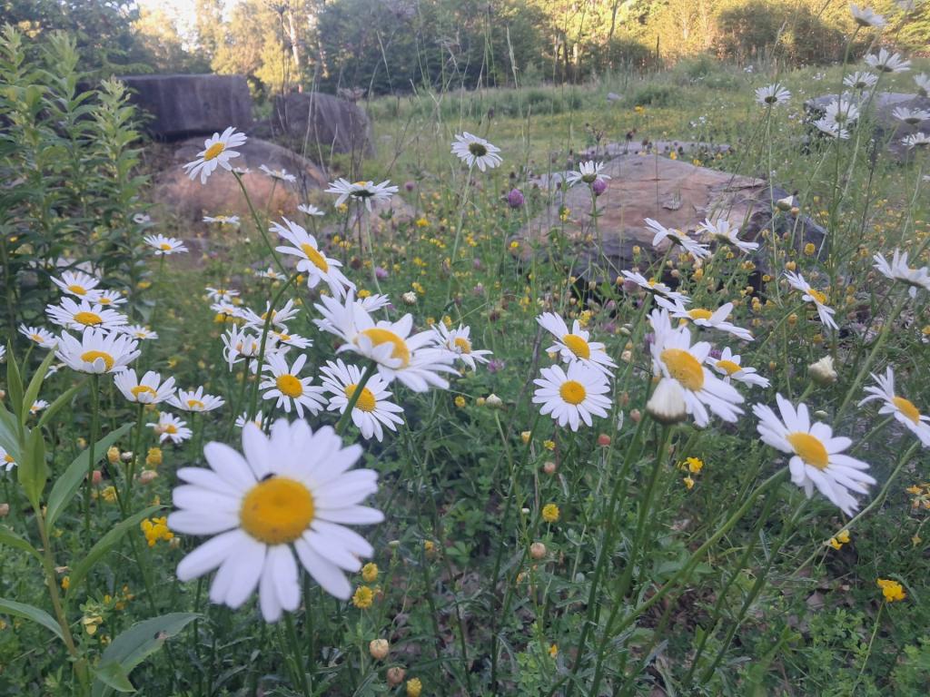 Photo: Fields of Daisies [Expires July 11 2026]