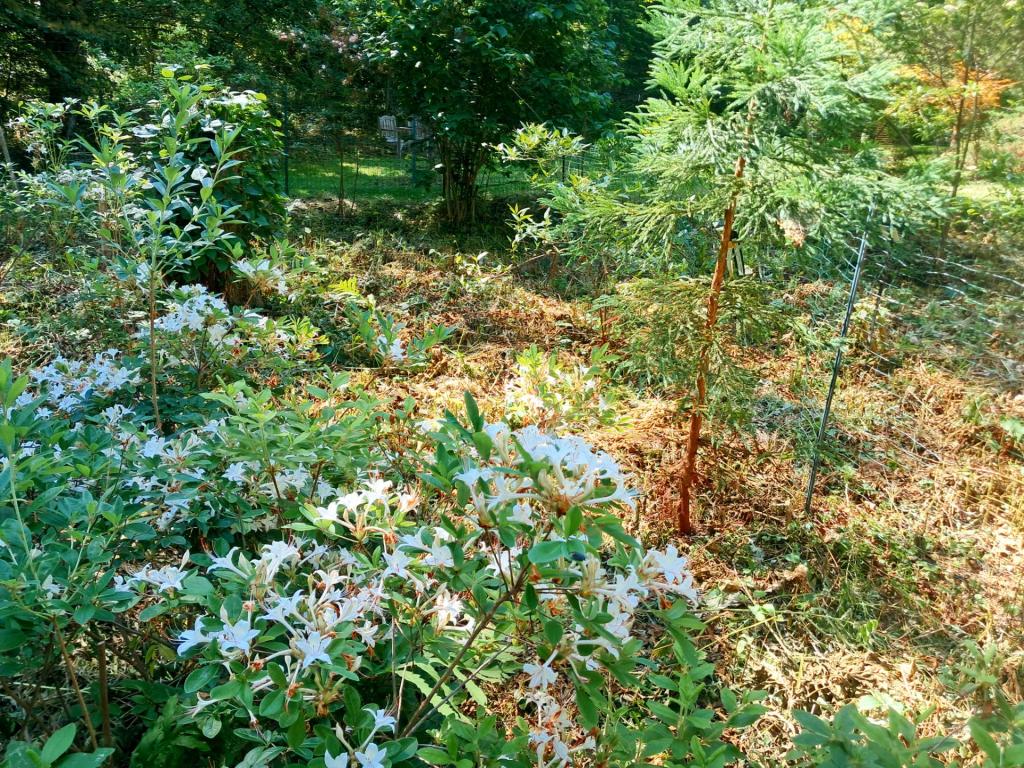 Photo: Swamp Azalea [Expires July 12 2026]