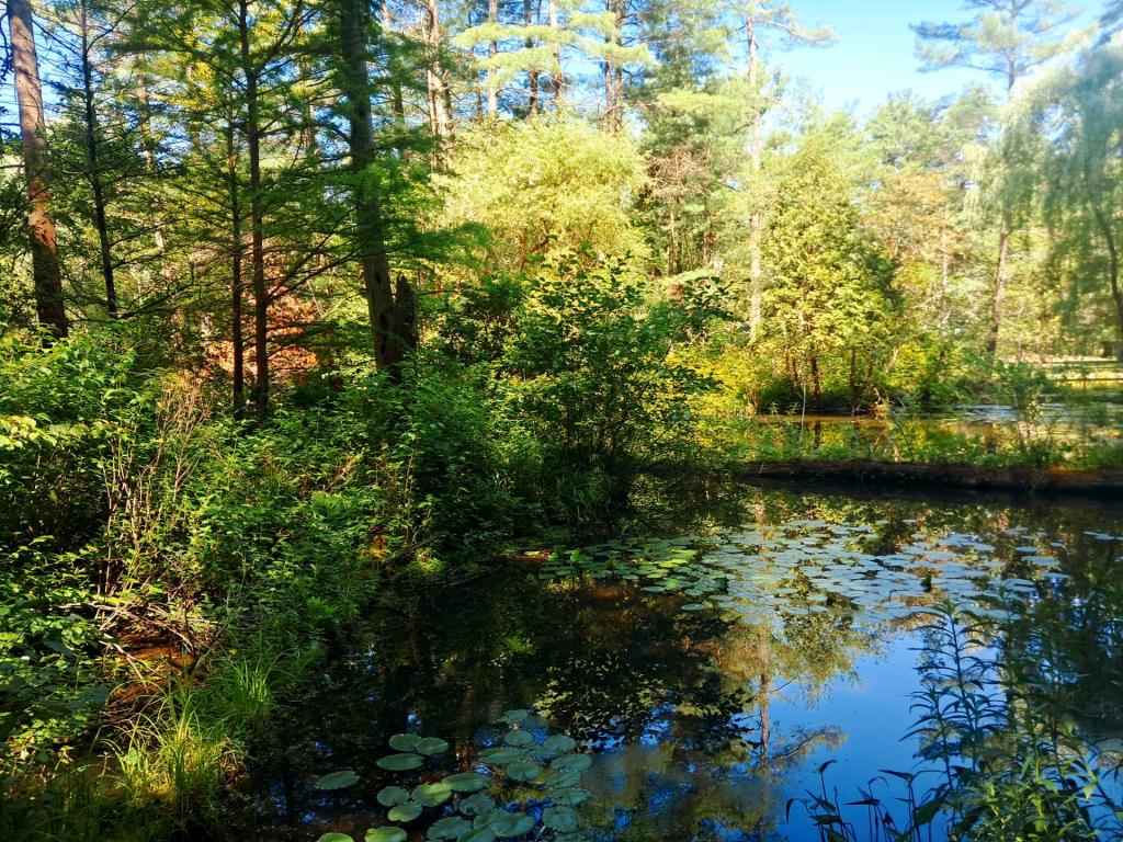 Photo: Summer pond [Expires July 12 2026]