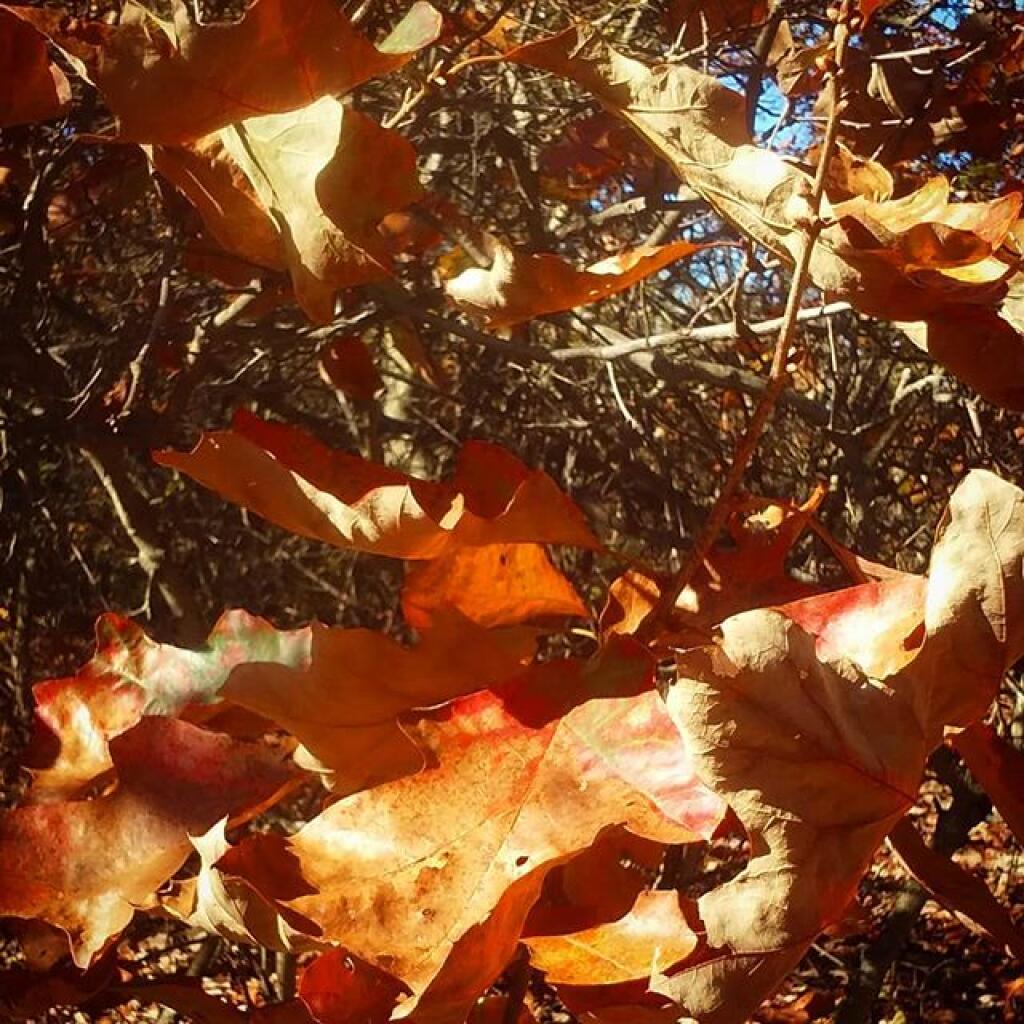 Photo: Oak
