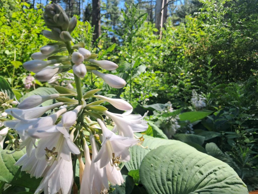 Photo: Hosta [Expires July 12 2026]
