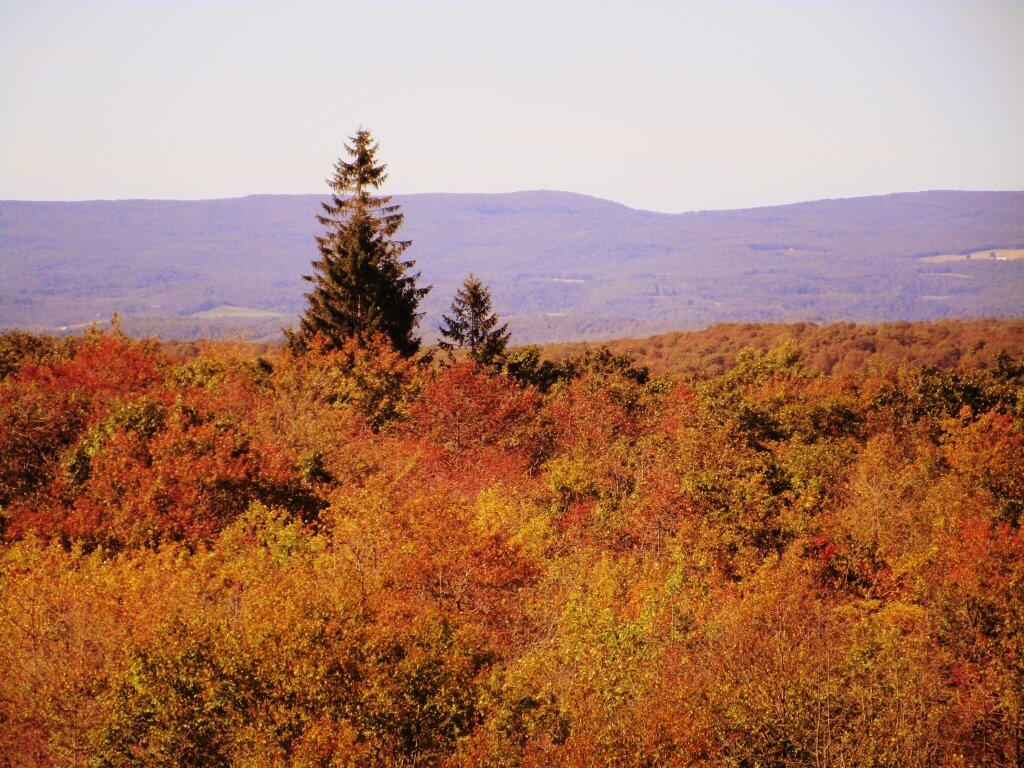 Photo: Laurel Hill