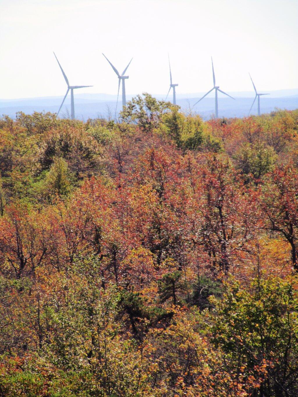 Photo: Negro Mountain Wind Farm