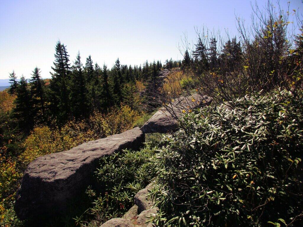 Photo: Mountain Laurel