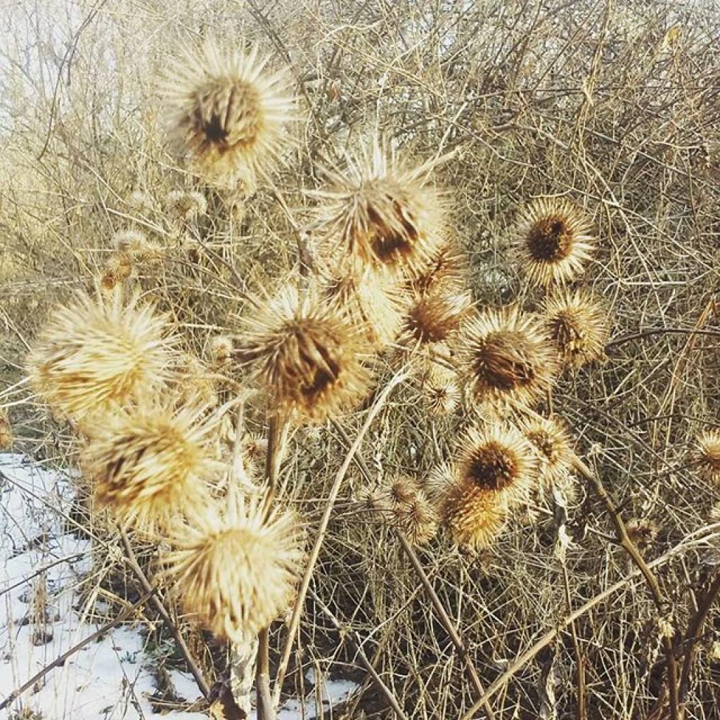 Photo: Burdocks