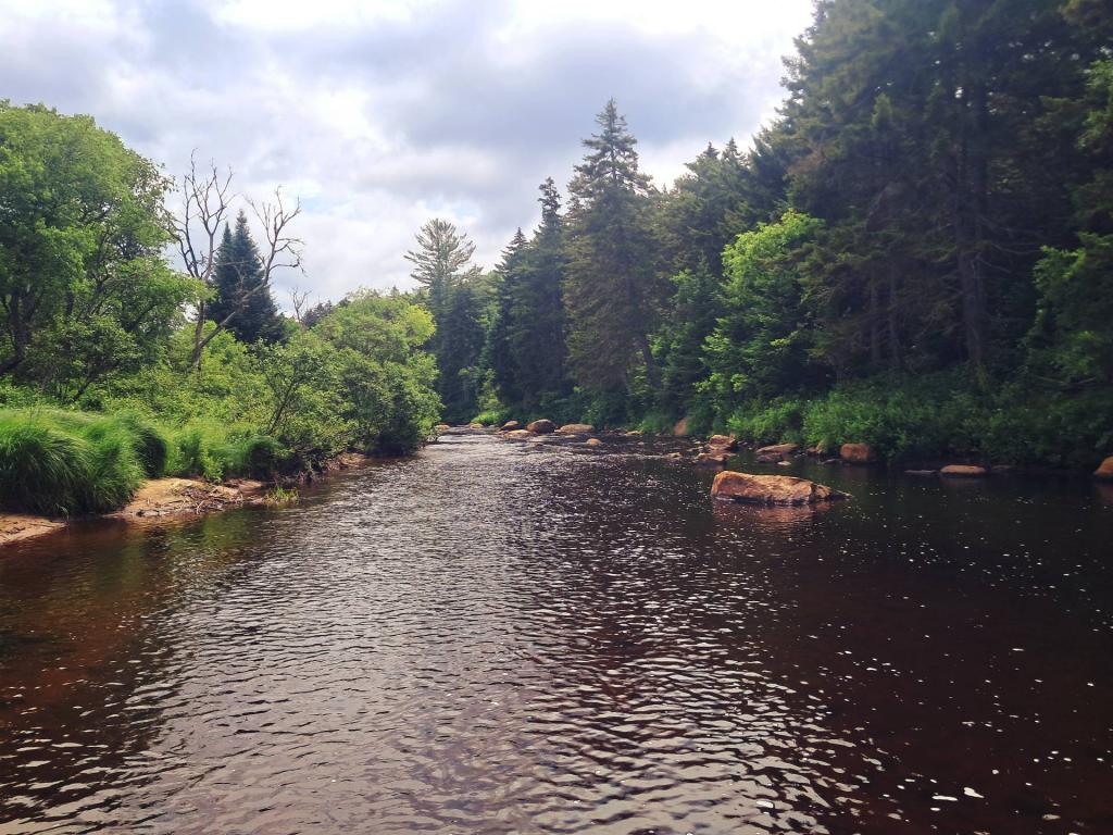 Photo: Moose River [Expires July 24 2026]