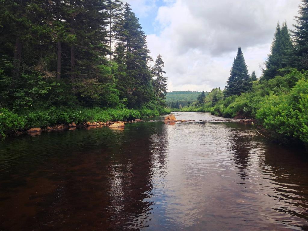 Photo: Wading Up the Moose River [Expires July 24 2026]