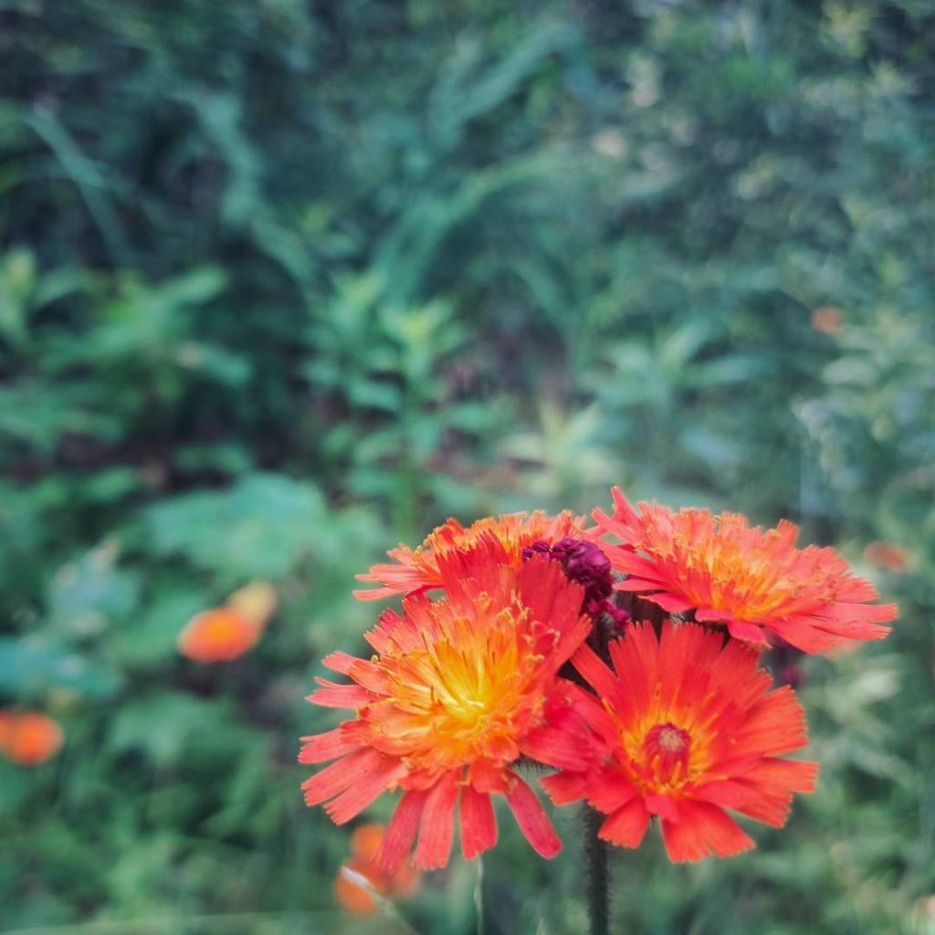 Photo: Indian Paint Brush [Expires July 24 2026]