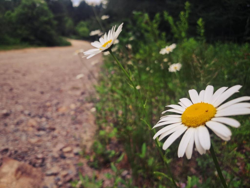 Photo: Roadside Daisies [Expires July 24 2026]