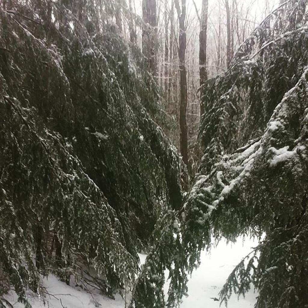 Photo: Ice weighted down the branches but not a lot of down trees here