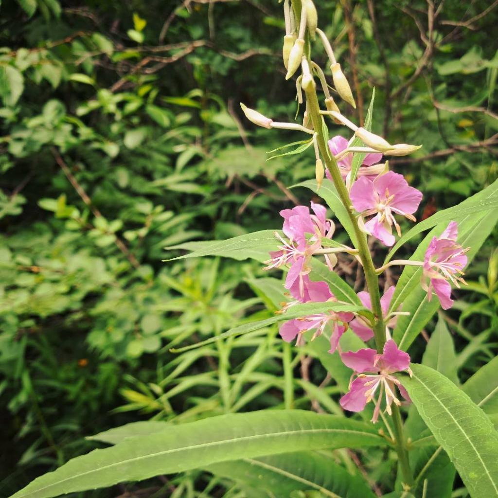 Photo: Fireweed [Expires July 24 2026]