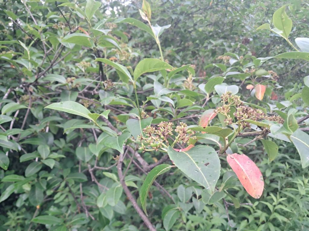 Photo: Wild Raisin [Expires July 24 2026]