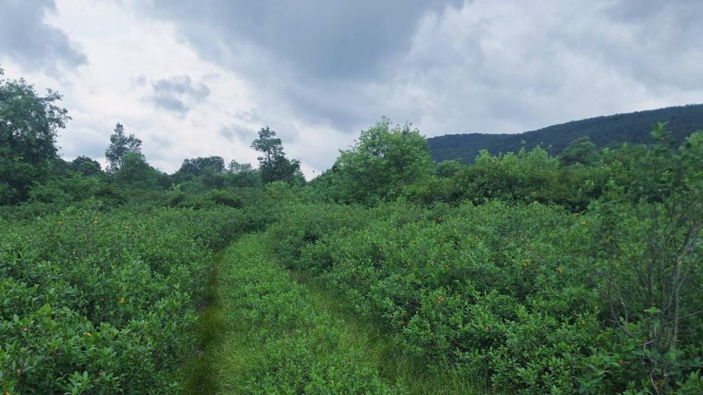 Photo: Searching for Wild Blueberries [Expires July 24 2026]