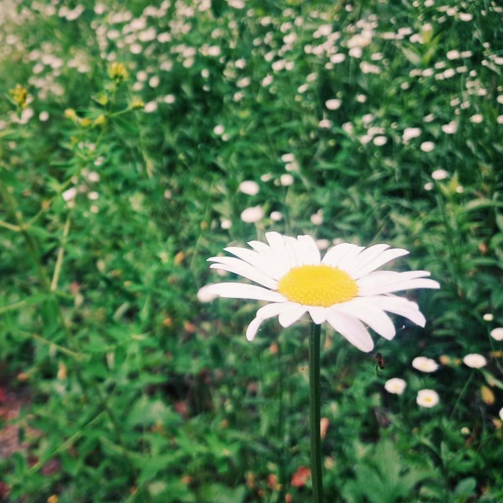 Photo: Daisy [Expires July 24 2026]