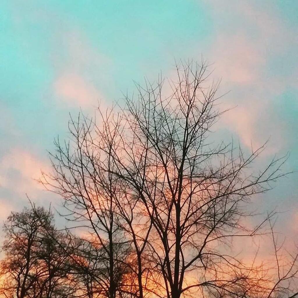 Photo: Branches