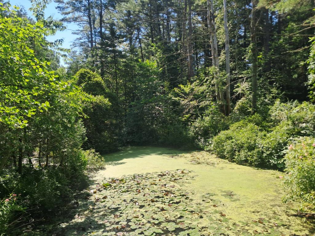 Photo: Pond [Expires July 26 2026]