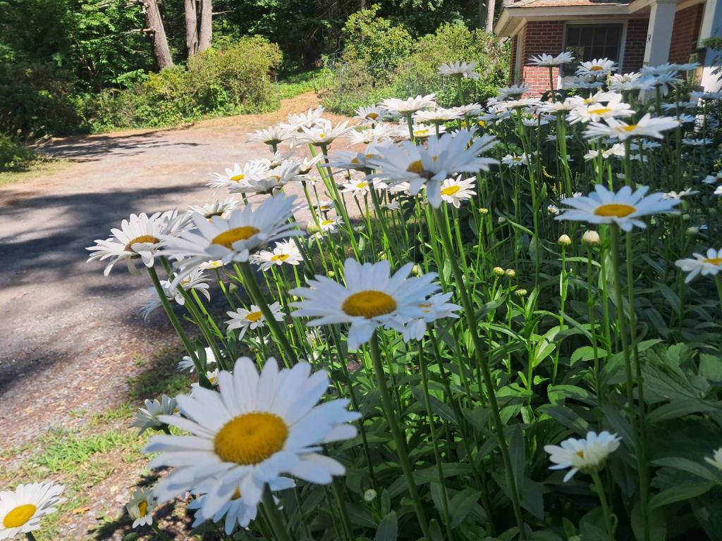Photo: Daisy [Expires July 26 2026]