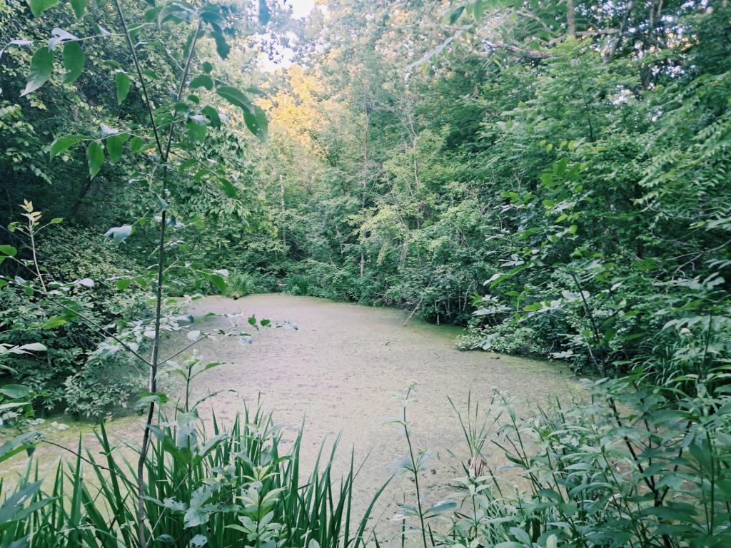 Photo: Untitled [Expires July 26 2026]