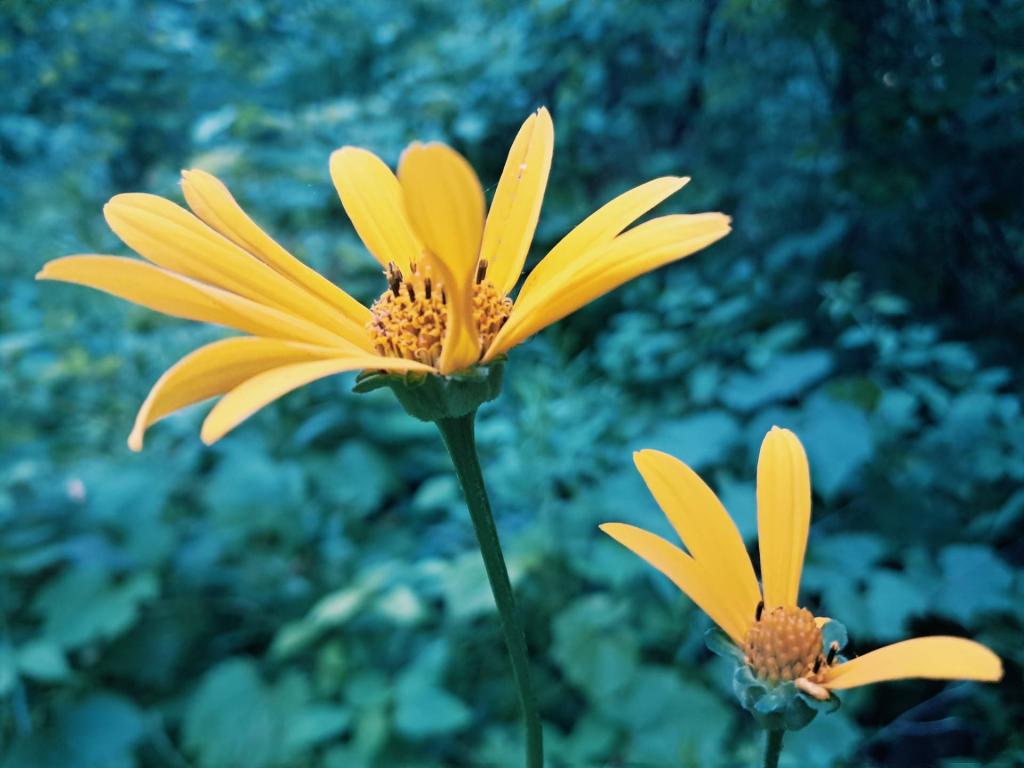 Photo: St John\'s Wort [Expires July 26 2026]