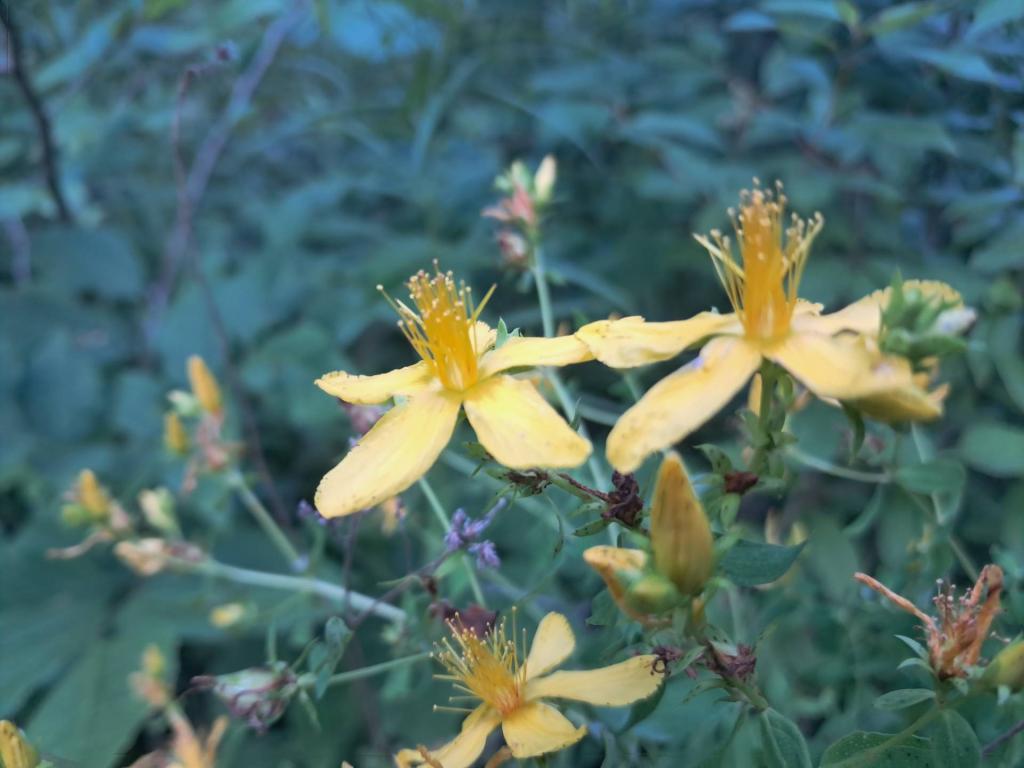 Photo: Saint John\'s Wort [Expires July 26 2026]