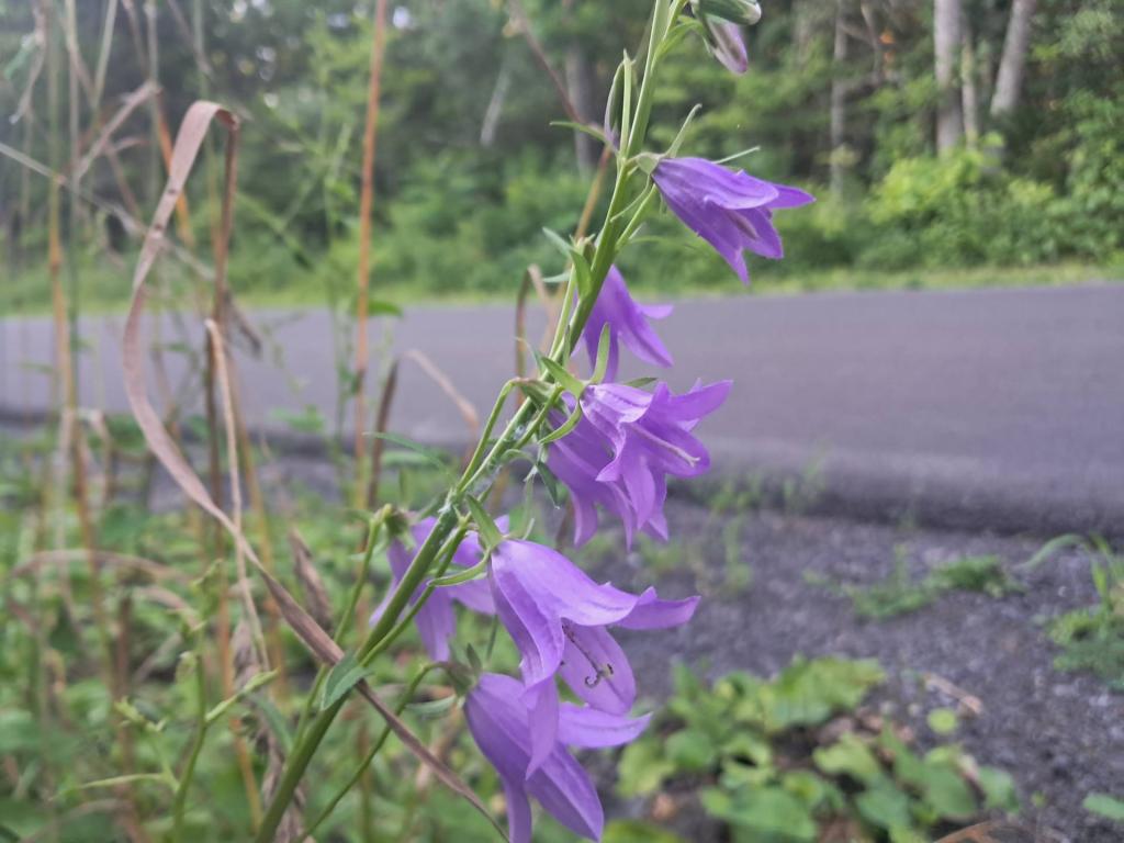 Photo: Creeping Bellflower [Expires July 26 2026]