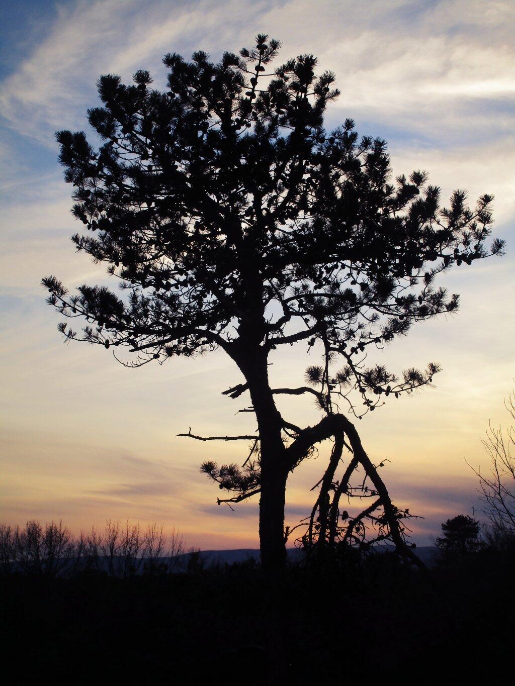 Photo: From Overlook Dune