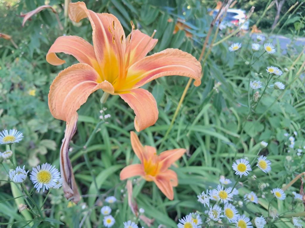 Photo: Lilies [Expires July 26 2026]