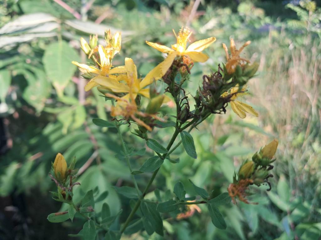 Photo: St John\'s Wort [Expires July 26 2026]