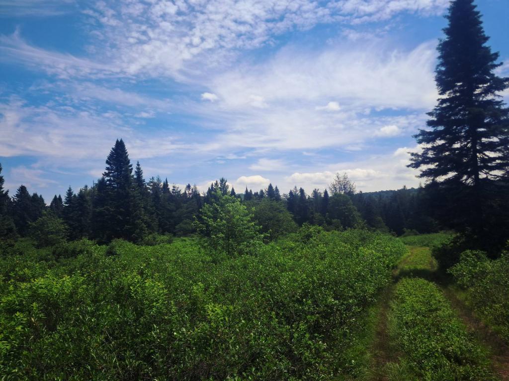 Photo: Along the Mitchells Pond Loop Tral [Expires July 27 2026]