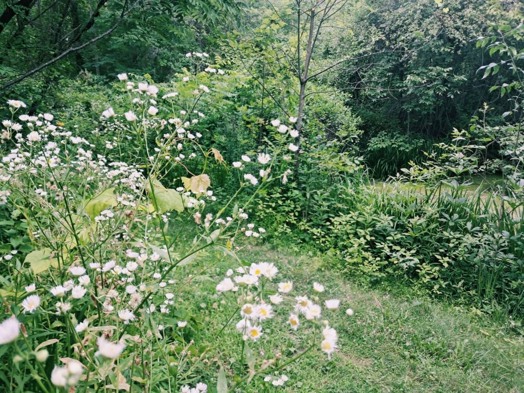 Photo: Fleabane [Expires July 26 2026]