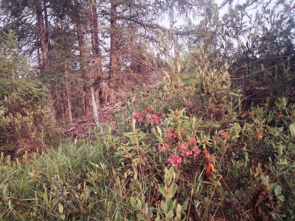 Photo: Sheep Laurel [Expires July 27 2026]
