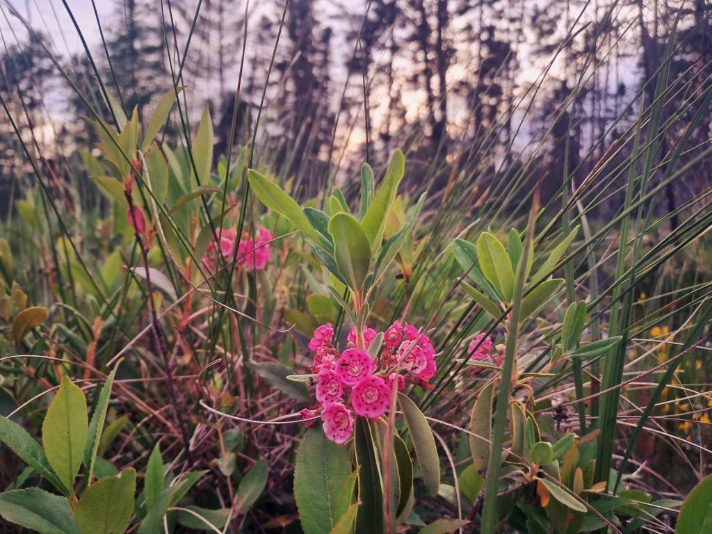Photo: Sheep Laurel Along the Shoreline [Expires July 27 2026]