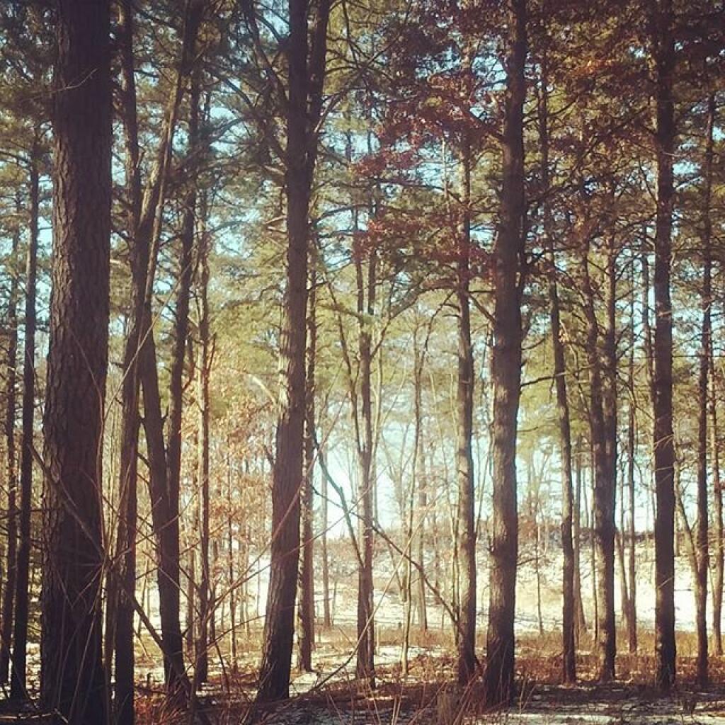 Photo: Looking through the woods