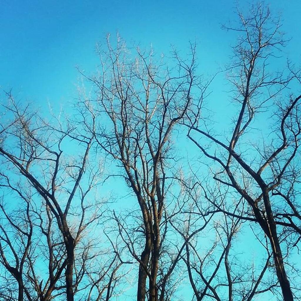 Photo: Branches