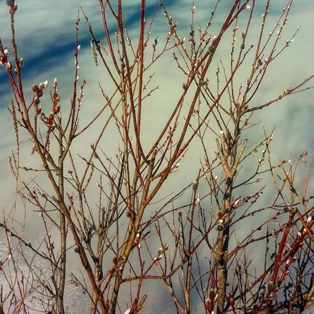 Photo: Pussy Willows are just starting