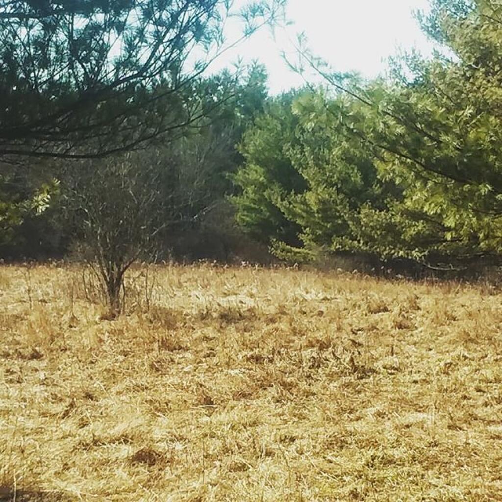 Photo: Being monitored by curious White Tail