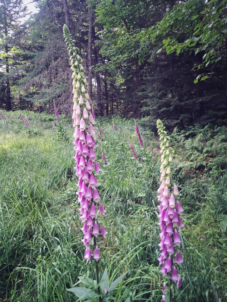 Photo: Foxglove