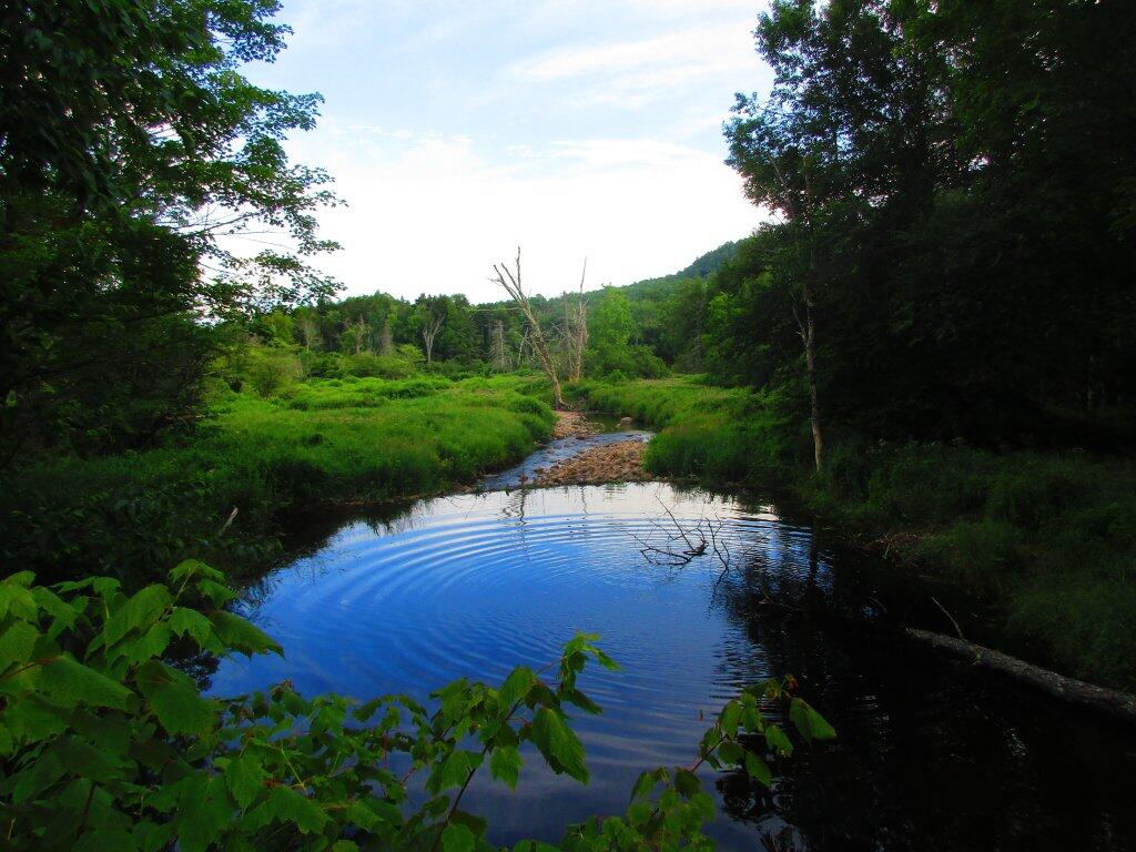 Photo: Beaver Pond On Robbs Creek