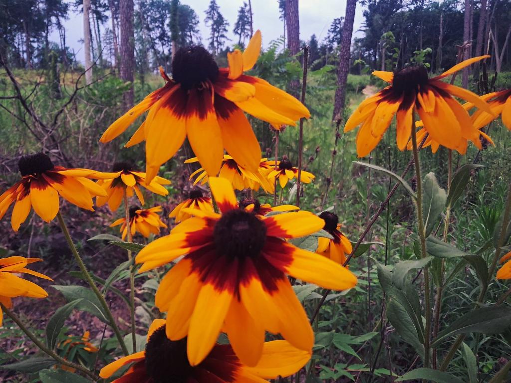 Photo: Cone Flower in the Pine Bush [Expires July 29 2026]