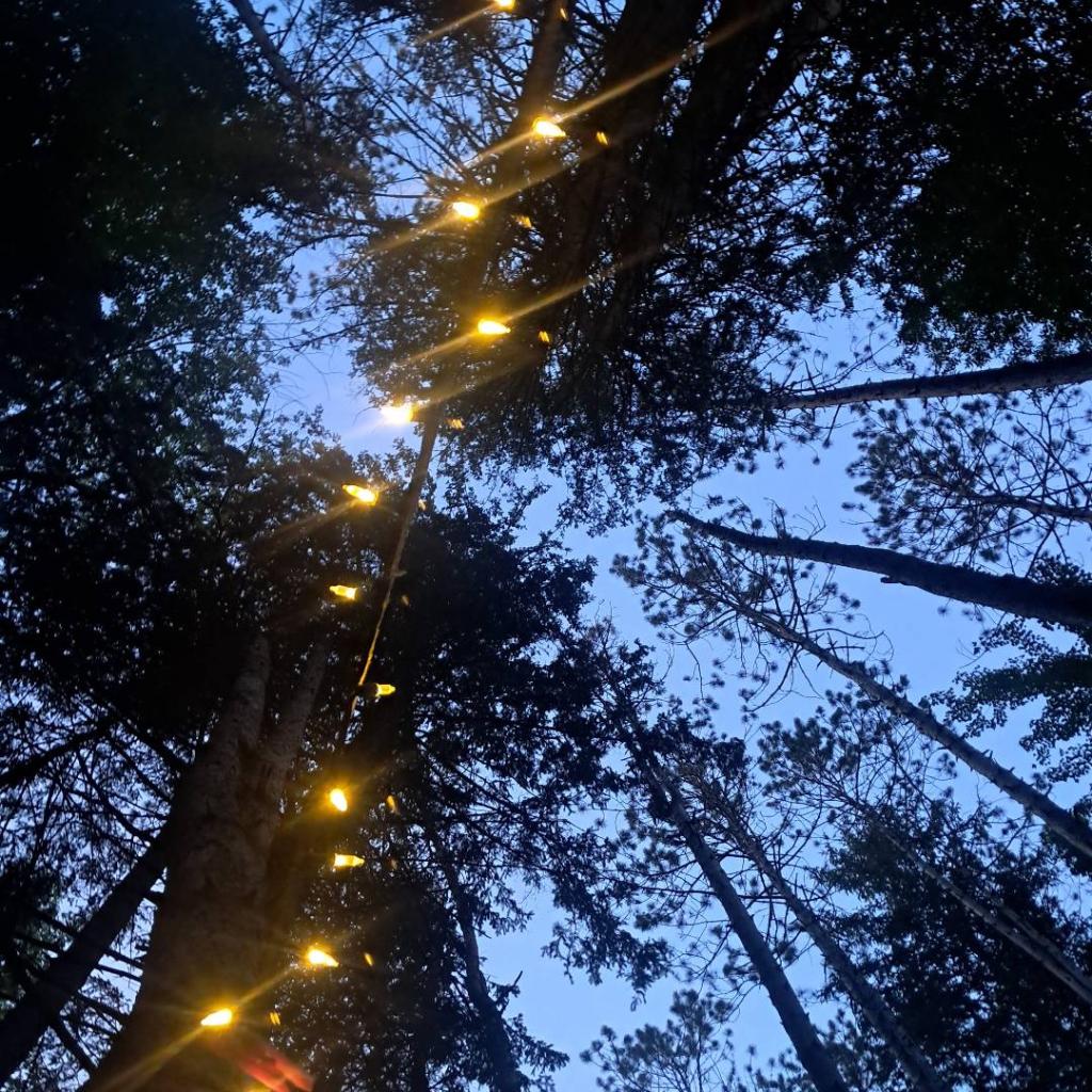Photo: Lights [Expires July 29 2026]