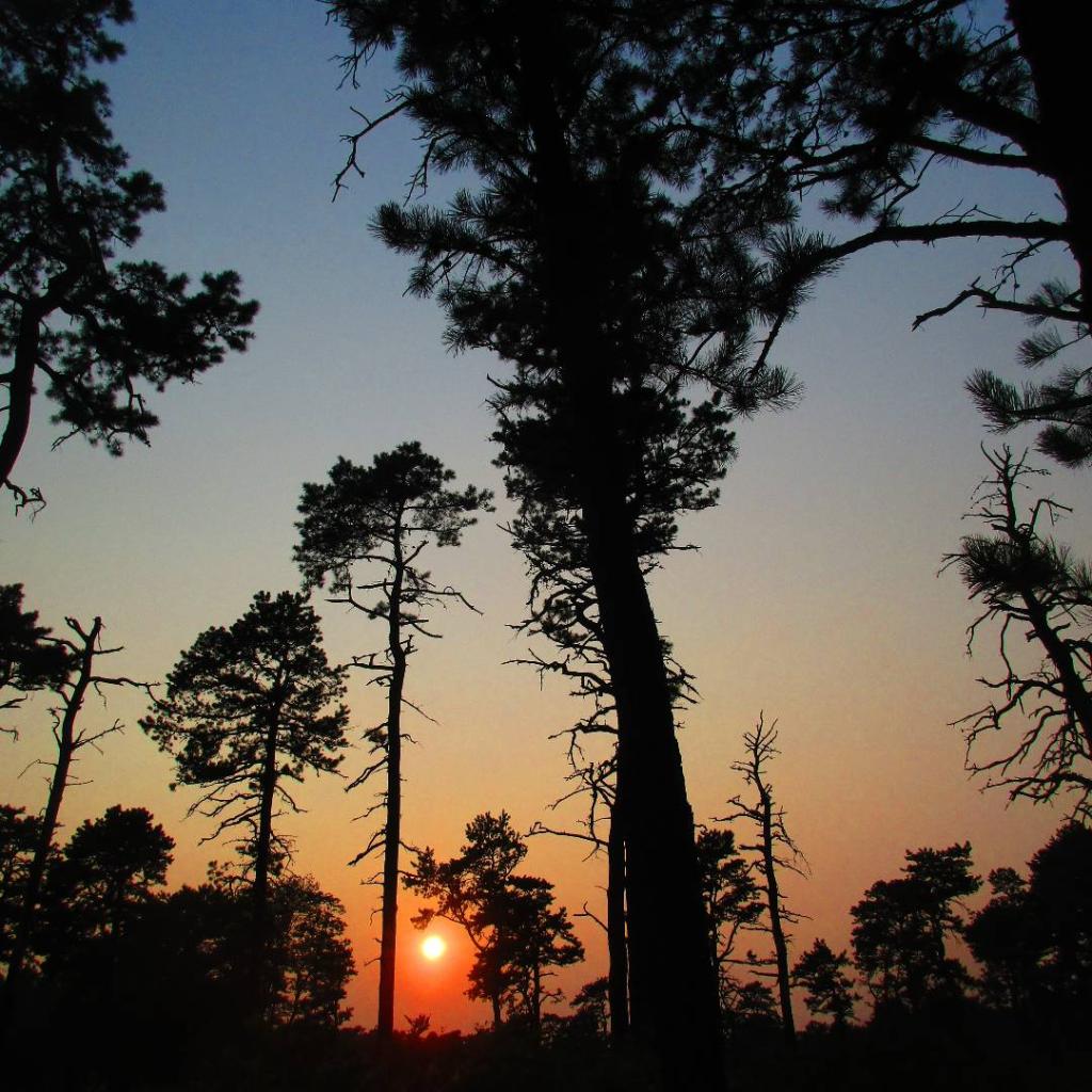 Photo: Summer Evening [Expires July 29 2026]
