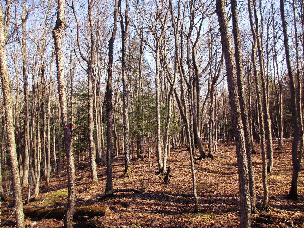 Photo: Thinned Out Woods Photo: Thinned Out Woods