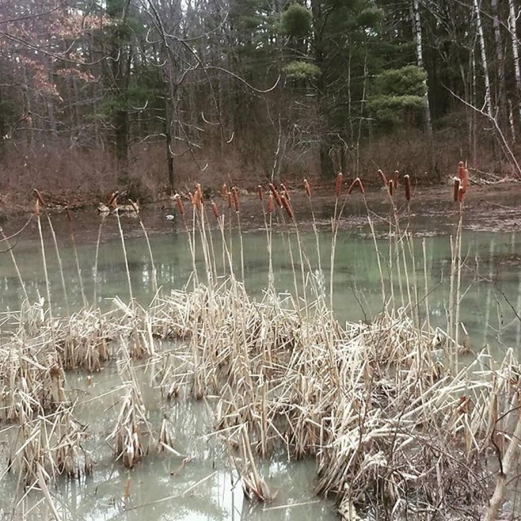 Photo: No spring peepers today