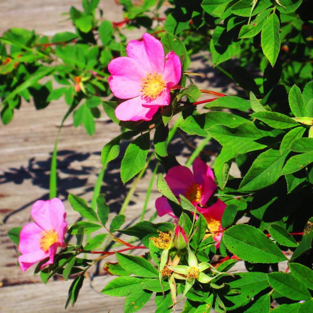Photo: Beach Rose [Expires July 30 2026]
